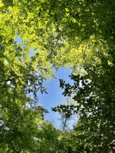 Gruppen-Event (auch offene Gruppen): Waldbaden / Shinrin Yoku